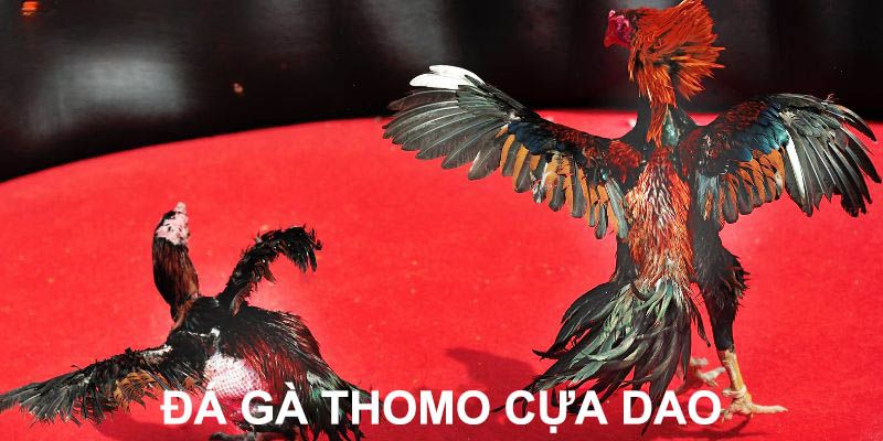 Đá Gà Thomo - Trải Nghiệm Đặt Cược Trực Tuyến Tại Jun88 9 Tham khảo hình thức đá gà Thomo cựa dao tại Jun88