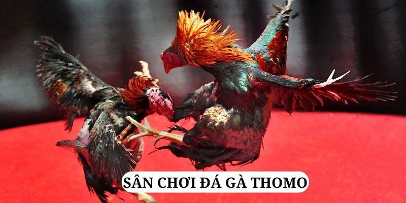 Đá Gà Thomo - Trải Nghiệm Đặt Cược Trực Tuyến Tại Jun88 6 Tìm hiểu thêm về hình thức chọi gà Thomo