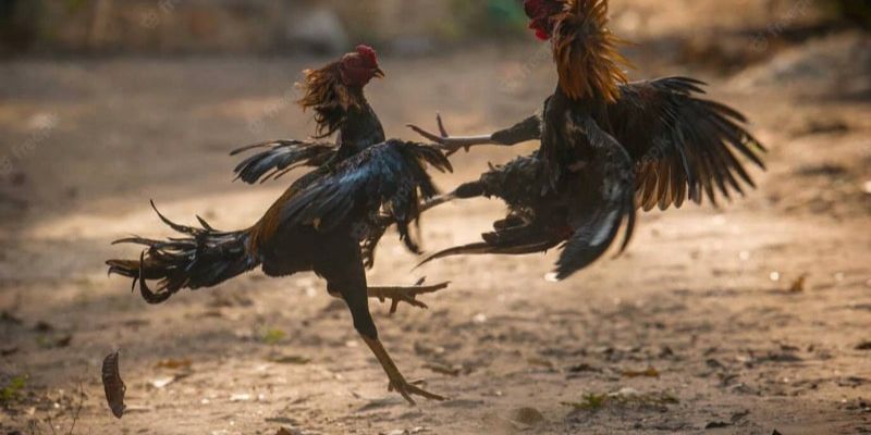 Đá Gà Thomo - Trải Nghiệm Đặt Cược Trực Tuyến Tại Jun88 7 Hiểu rõ về quy trình phân loại gà trước thi đấu Thomo