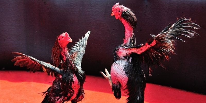 Đá Gà 88 - Sàn Đấu Đối Kháng Chiến Kê Máu Lửa, Kịch Tính 7 Một số phiên bản đối kháng chọi kê 88 đỉnh cao