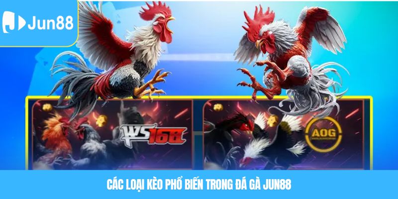 Các loại kèo phổ biến trong đá gà JUN88